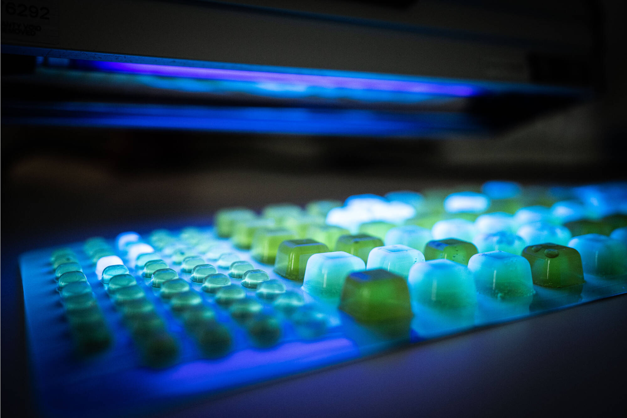 multiwell E. coli sampling tray under UV light